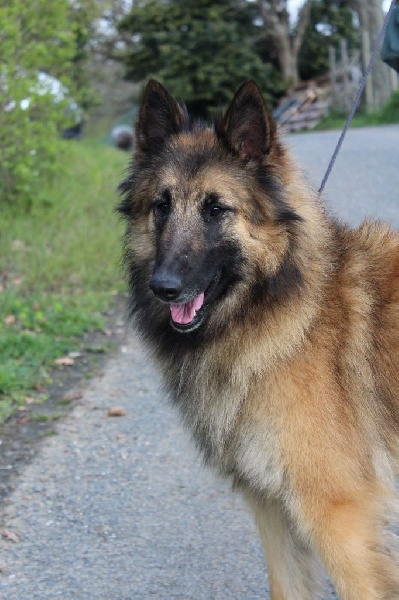 Haustralia's island de la croix de chevalier