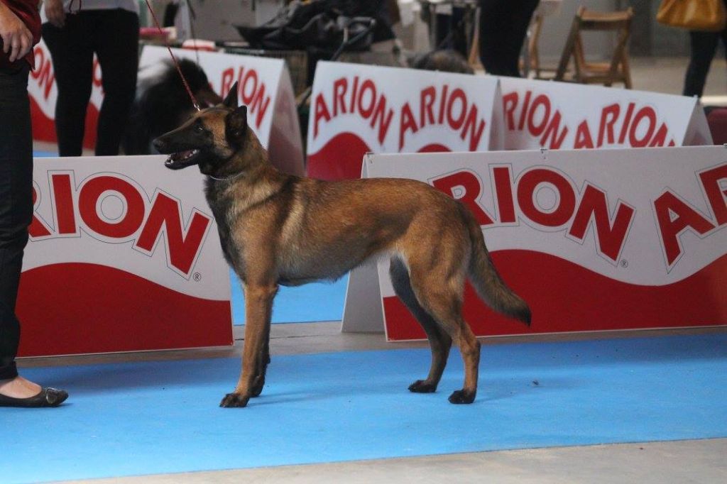 Multi ch.jaylee de la croix de chevalier
