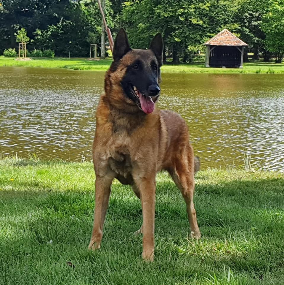 CH. Sr chj molly de la croix de chevalier