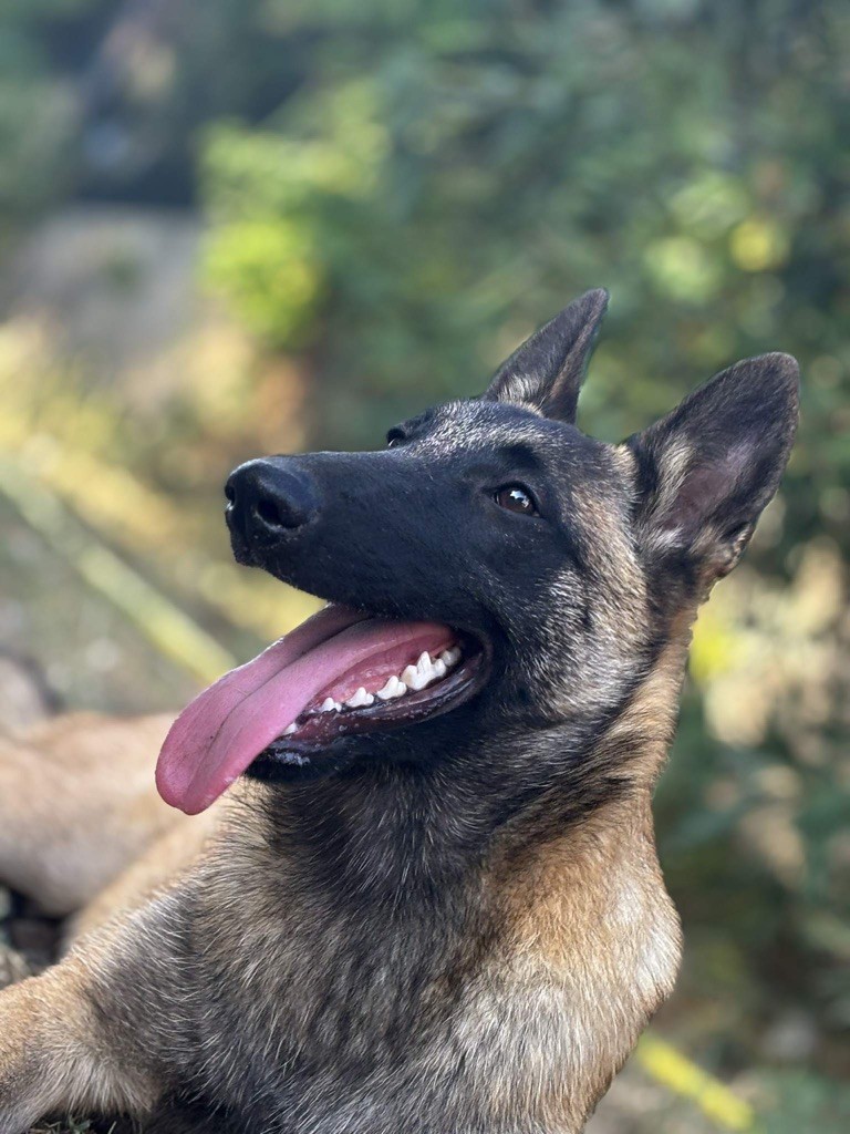 AÏa de la croix de chevalier