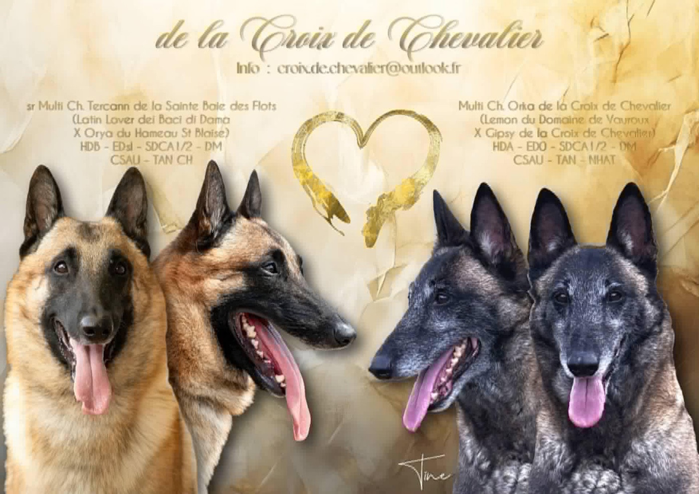 Multi Ch Sr Tercann de la St Baie des Flots et Multi Ch Orka de La Croix de Chevalier