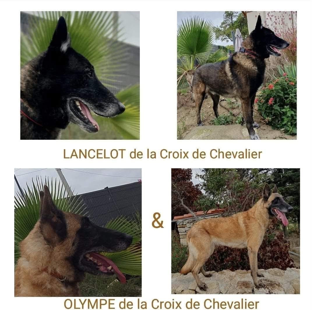 OLYMPE & LANCELOT