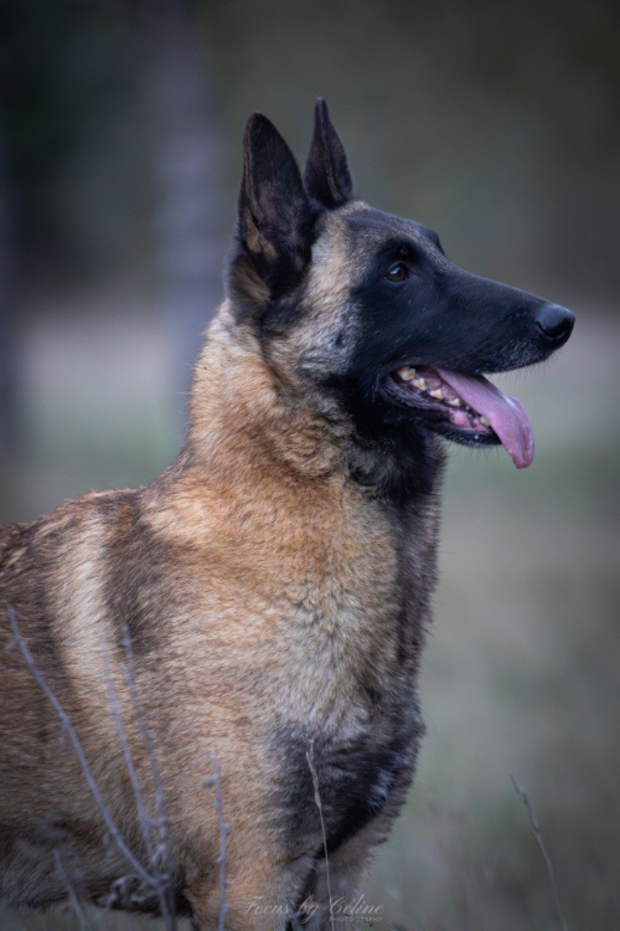 Chiots berger belge Malinois 