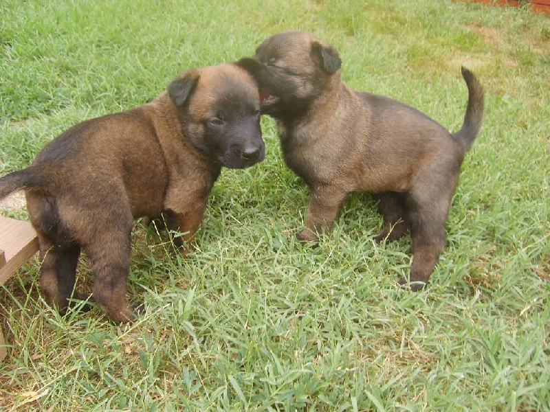 bébés caila 1mois