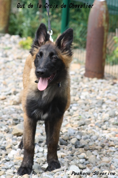 Gus dite Gut & Gladys & Grizzly & Gasko de la croix de chevalier
