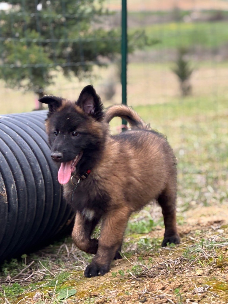 de la croix de chevalier - Chiots disponibles - Berger Belge