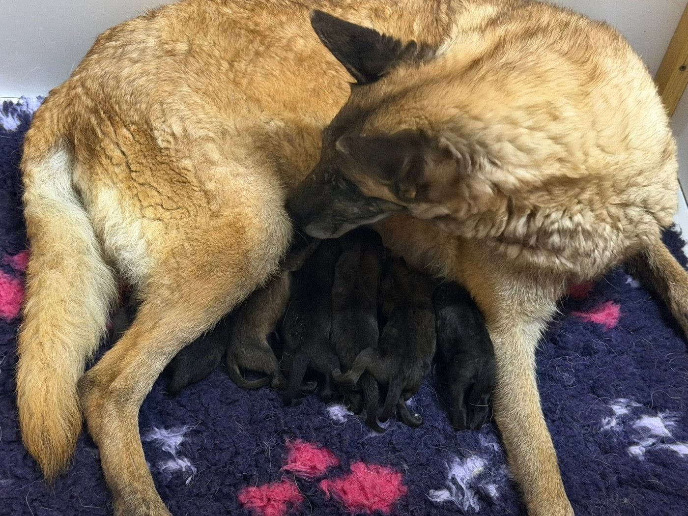 Chiot Berger Belge de la croix de chevalier
