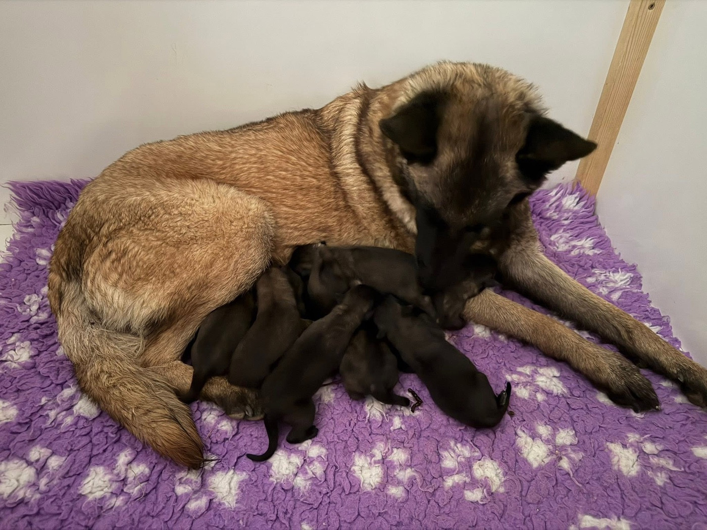 Chiot Berger Belge de la croix de chevalier