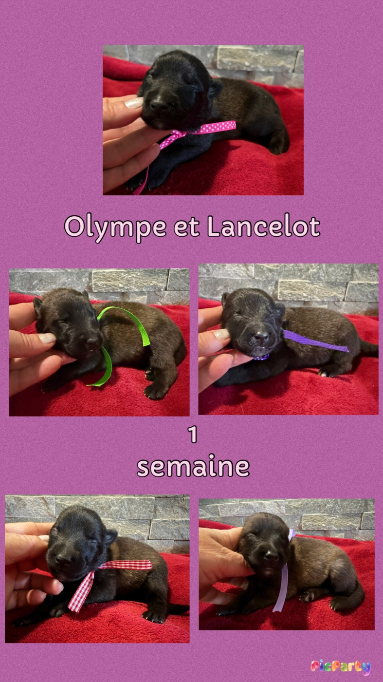 de la croix de chevalier - Chiots disponibles - Berger Belge