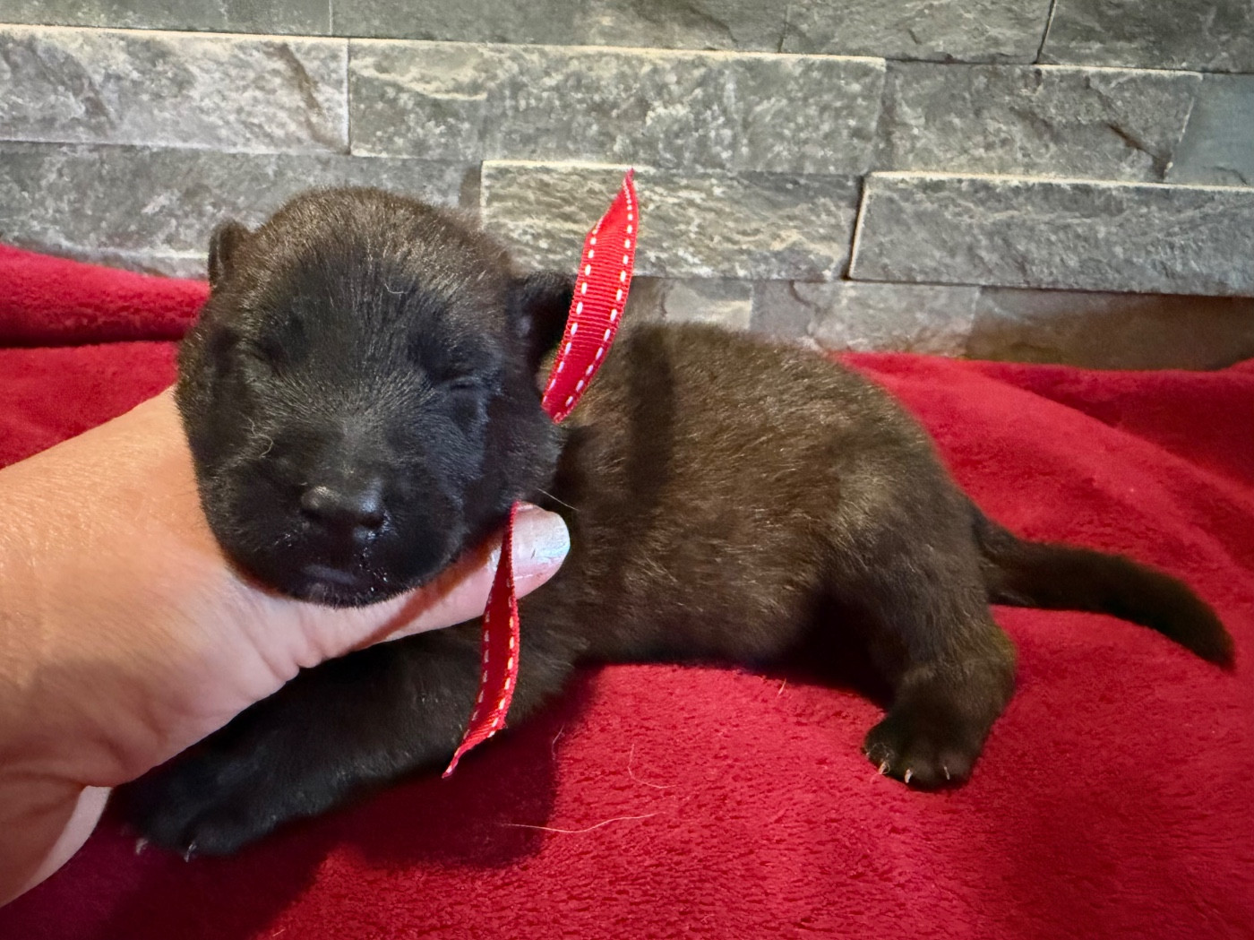de la croix de chevalier - Chiots disponibles - Berger Belge