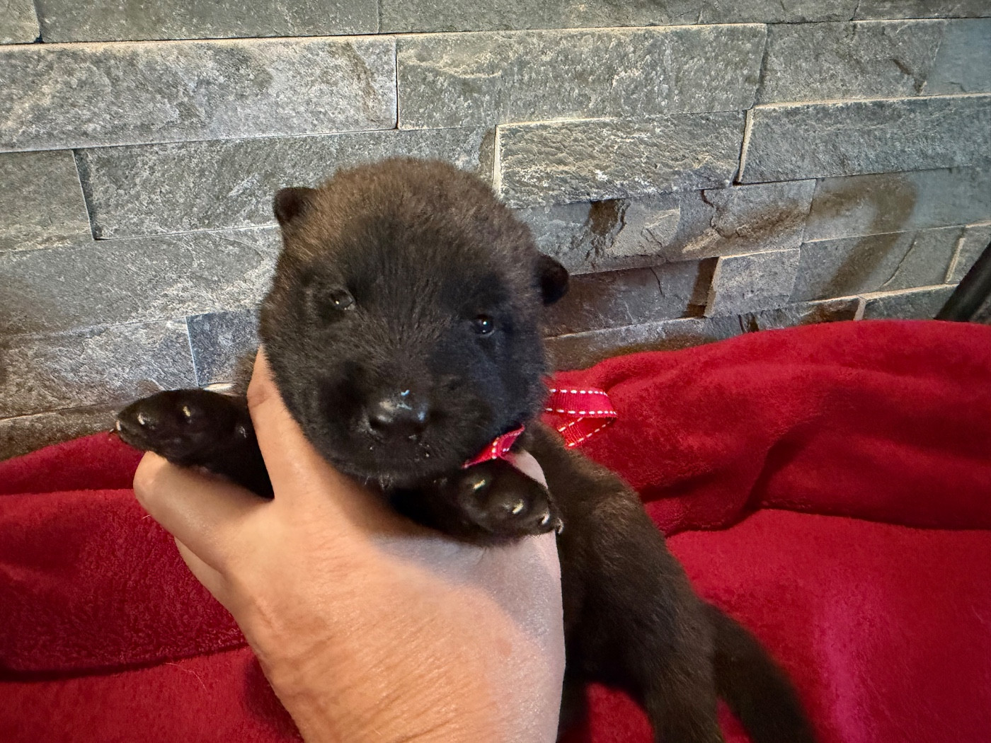 de la croix de chevalier - Chiots disponibles - Berger Belge