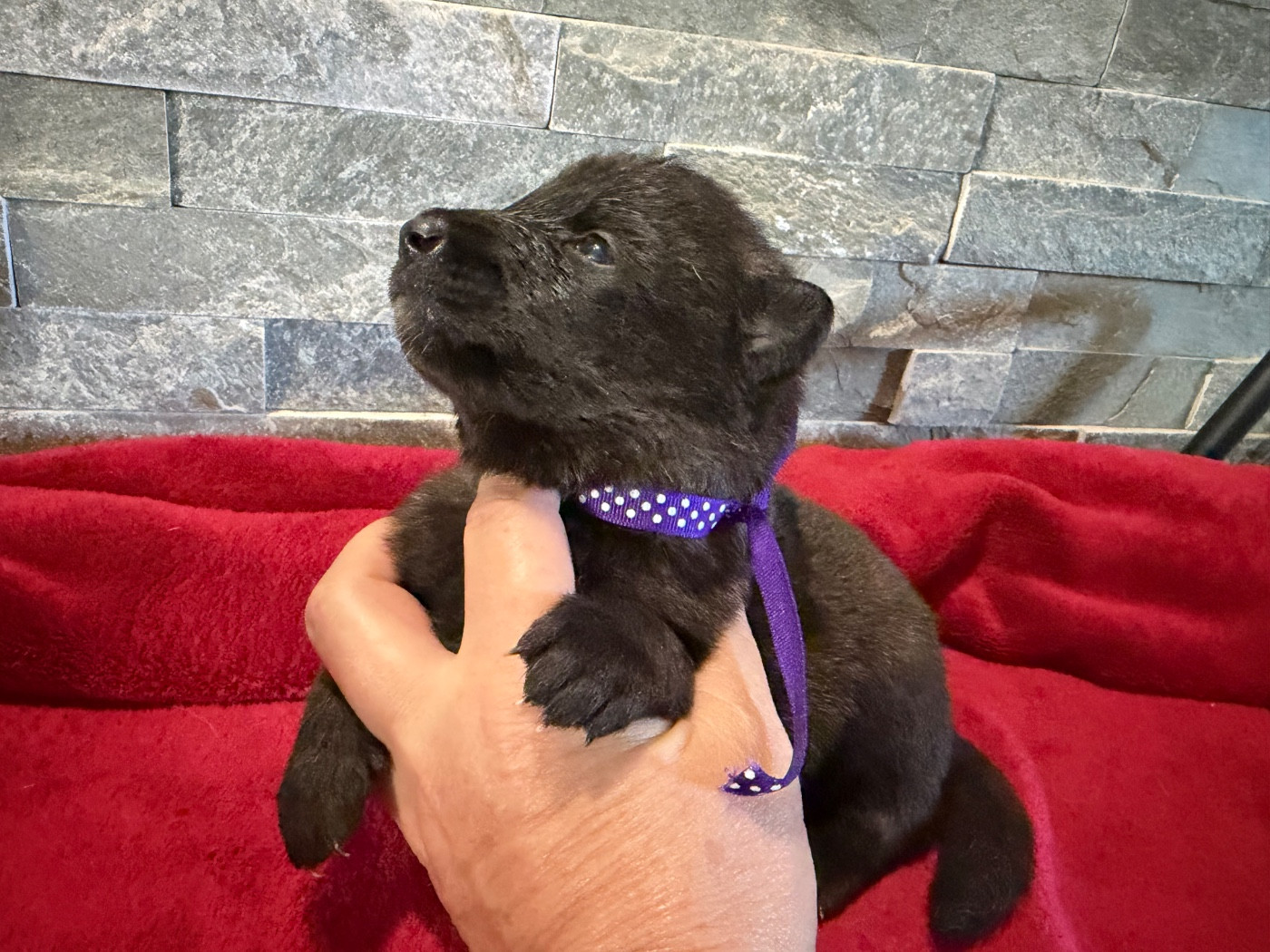 de la croix de chevalier - Chiots disponibles - Berger Belge
