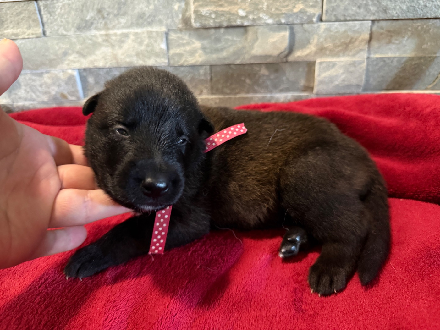de la croix de chevalier - Chiots disponibles - Berger Belge