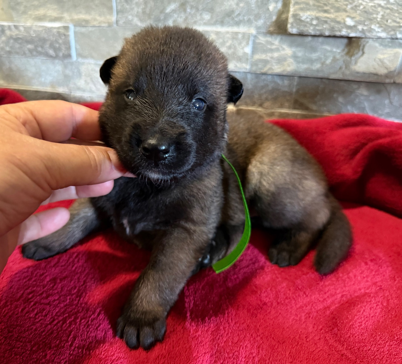 de la croix de chevalier - Chiots disponibles - Berger Belge