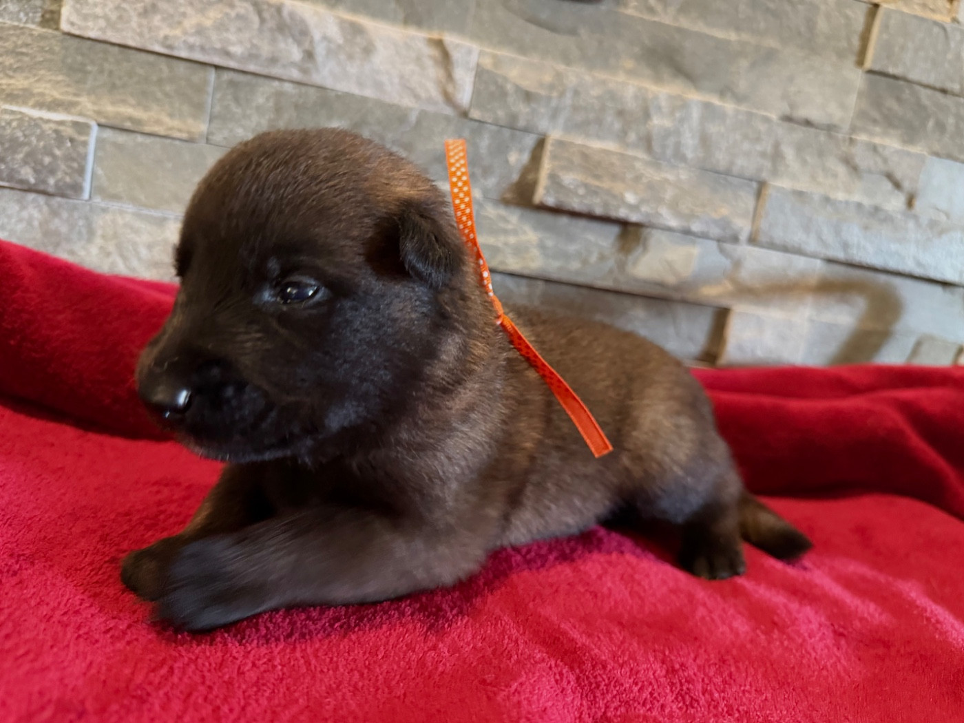 de la croix de chevalier - Chiots disponibles - Berger Belge
