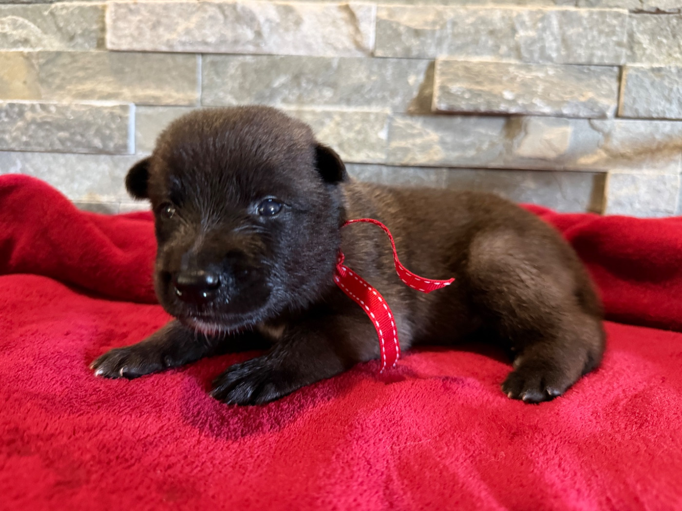 de la croix de chevalier - Chiots disponibles - Berger Belge