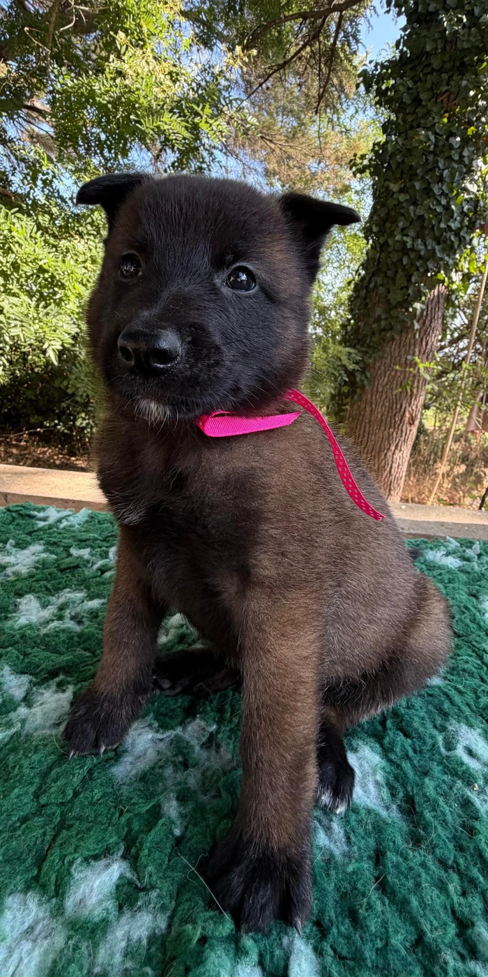 de la croix de chevalier - Chiots disponibles - Berger Belge