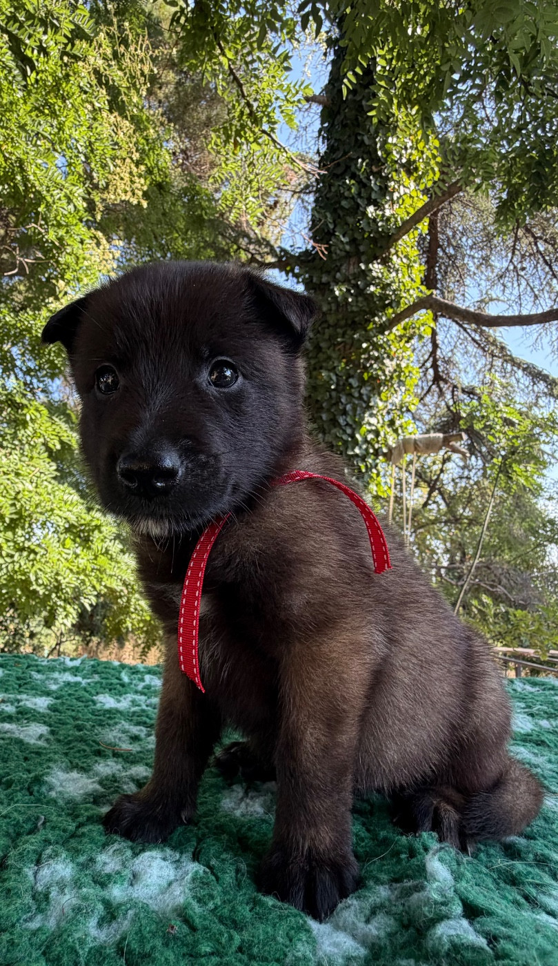 de la croix de chevalier - Chiots disponibles - Berger Belge