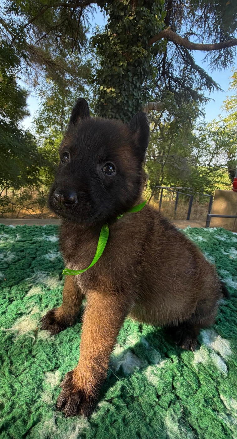 de la croix de chevalier - Chiots disponibles - Berger Belge