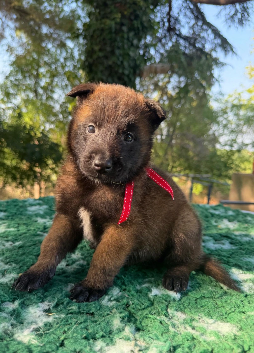 de la croix de chevalier - Chiots disponibles - Berger Belge