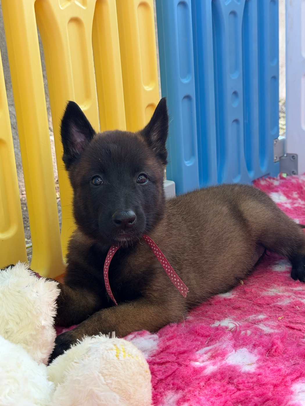 de la croix de chevalier - Chiots disponibles - Berger Belge