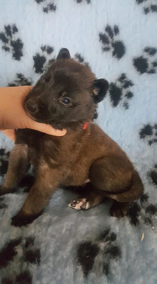 de la croix de chevalier - Berger Belge - Portée née le 30/01/2018