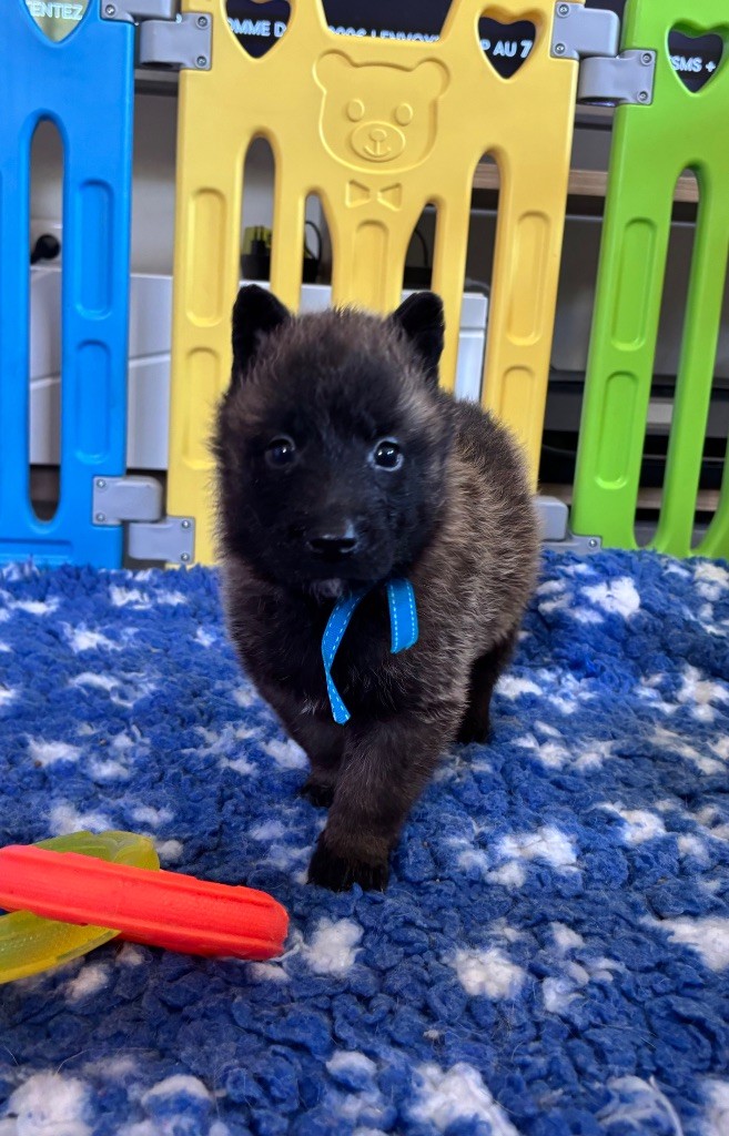 de la croix de chevalier - Chiots disponibles - Berger Belge