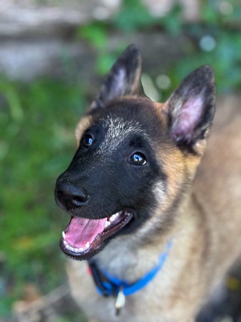 de la croix de chevalier - Chiots disponibles - Berger Belge