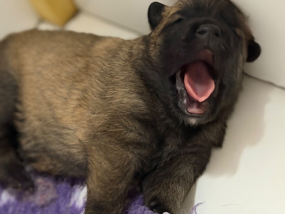 B .. de la Croix de Chevalier