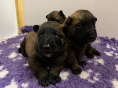 B .. de la Croix de Chevalier