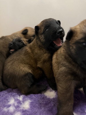 B . de la Croix de Chevalier