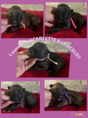 CHIOT 4