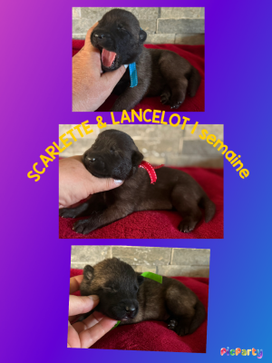 CHIOT 6