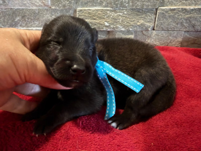 CHIOT 6