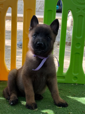Beauty Nala de la Croix de Chevalier