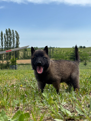 AÏA de la Croix de Chevalier 
