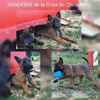 ROADKING  de la Croix de Chevalier 