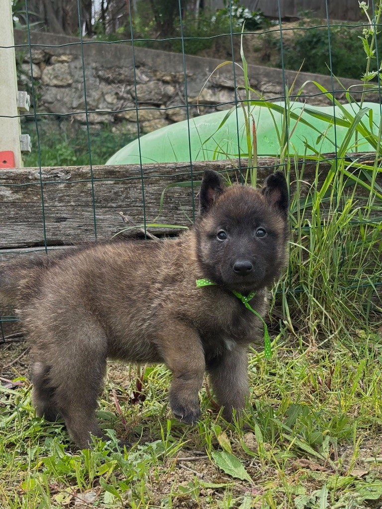 de la croix de chevalier - Chiots disponibles - Berger Belge