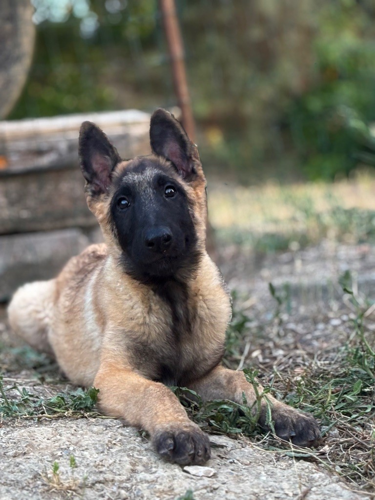 de la croix de chevalier - Chiots disponibles - Berger Belge