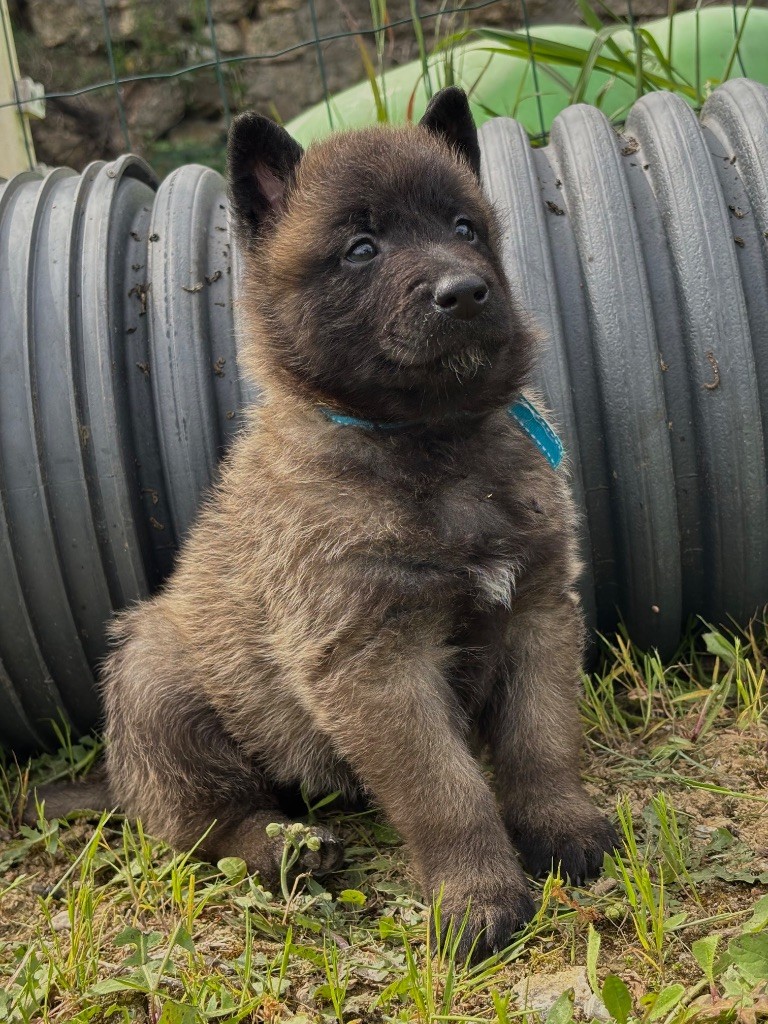 de la croix de chevalier - Chiots disponibles - Berger Belge