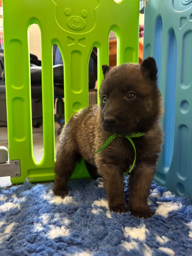 de la croix de chevalier - Chiots disponibles - Berger Belge